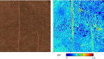 Metal mapping in soils. Left: photo of the soil sample. Right: Zinc 2D distribution in soil and roots